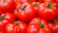 rajčata tomatoes-5356 1280